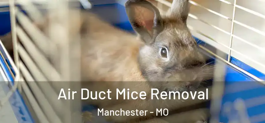 Air Duct Mice Removal Manchester - MO